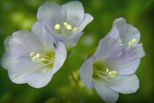 Greek Valerian, Jacob's Ladder flowers, Polemonium reptans picture 