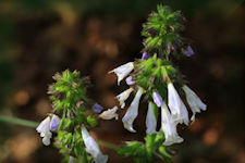 Lyre leaf sage plant picture, Cancer root, Salvia lyrata